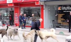 Sokak köpeklerinin kavgasını duyarlı vatandaş ayırdı