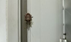 Kahverengi Kokarca Böceği ile Mücadele Uyarısı