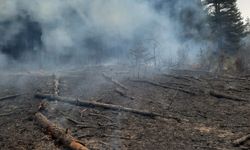 Sıçrayan Kıvılcım Ormanda Yangına Neden Oldu