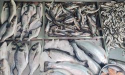 Balık Fiyatları Sezon Sonuna Yaklaşırken Yükselişte