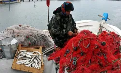 Karadenizli Balıkçıları Palamut Üzdü, Hamsi Sevindirdi