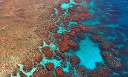 Bilim İnsanları Resifleri Ses Dalgalarıyla Yeniden Canlandırmaya Çalışıyor