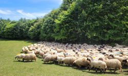 Sürülerin Yayla Yolculuğu