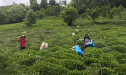 Çay Üreticileri; “Kazancımız Maliyetlere Gidiyor”