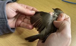 Kızılırmak Deltası'nda 22 Yılda 200 Binin Üzerinde Kuş Halkalandı