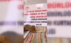 Sincap Yavrusu Havuçla Beslenerek Sağlığına Kavuşturuluyor