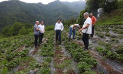 Kaynarca Köyü’nde Çilek Üreticiliği Artıyor