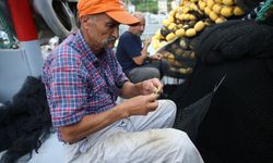 Karadenizli Balıkçılar Yeni Sezonda Palamuttan Umutlu