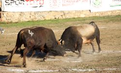 Festivalde Güreşlerin İlk Günü Tamamlandı