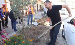 Zeytin Fidanları Toprakla Buluştu