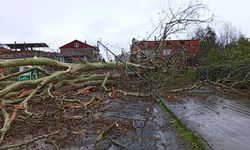 Samsun'da Şiddetli Rüzgarda 650 Yıllık Anıt Ağaç Devrildi