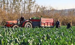 Samsun'da Renkli Karnabahar Hasadına Başlandı