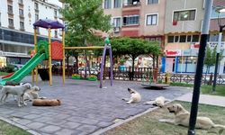 Boyabat Belediyesi Sahipsiz Köpekleri Toplatacak