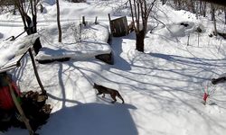 Yiyecek Arayan Vaşak Güvenlik Kamerasınca Görüntülendi