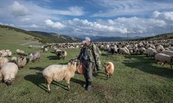 Küçükbaş Hayvan Üreticilerine 3,9 Milyar Liralık Destek Ödemesi Bugün Yapılacak