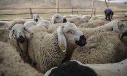 Kurban Bayramı Öncesi Hastalık ve Kesimlere İlişkin Tedbirler Alındı
