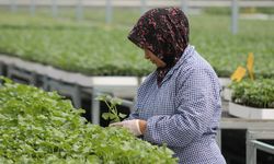 Samsun'da ürettikleri tohum ve fideleri 5 ülkeye ihraç ediyorlar