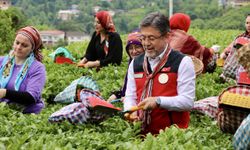Tarım ve Orman Bakanı Yumaklı, Rize'de Çay Hasadına Katıldı