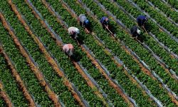 Tarımsal Girdi Fiyat Endeksi Martta Yıllık Yüzde 29,73, Aylık Yüzde 1,8 Arttı