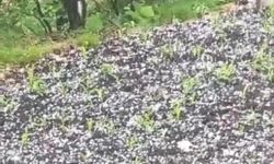 Çay Üreticilerine Dolu Sürprizi