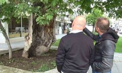 Dış Kabuğunun Üstünde Duran Asırlık Çınar Ağacı Görenleri Şaşkına Çeviriyor