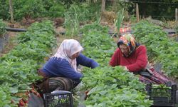 Ordu’nun Çalışkan Kadınları Çilek Hasadında