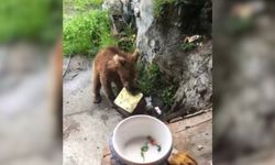 Artvin’de Ayı Paniği