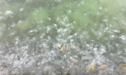 Karadeniz'de Denizanası Varlığı Artıyor