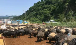 Artvin’de Kurban Uyarısı