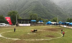 Geleneksel Boğa Güreşleri Festivali 34. Kez Düzenleniyor