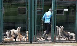 Trabzon'da 14 Ayda 1182 Sahipsiz Köpek Yeni Yuvalarına Kavuştu