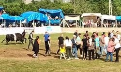 Artvin’de Şampiyon Boğa Sahibini Yaraladı