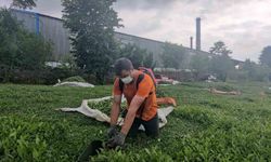 Çay Fabrikasının Bacasından Çıkan Kömür Tozları Çay Bahçelerine Yağıyor