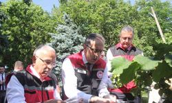 Türkiye’de Kahverengi Kokarcaya Karşı 1 Milyondan Fazla Samuray Arısı Salınımı Yapılacak