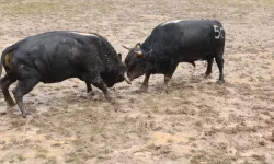 Kafkasör’de Ödüller Belli Oldu