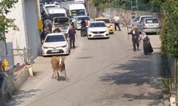 Kurbanlık İnek Panik Yarattı