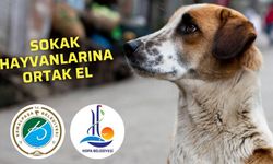 Hopa ve Kemalpaşa’dan Sokak Hayvanları İçin İş Birliği