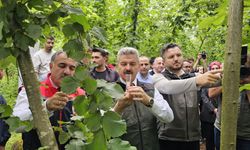 Samuray Arıları Doğaya Salındı