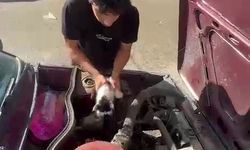 Yavru Kedi Otomobilin Motor Bölümünde Sıkıştı