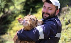 Kaybolan İnek Doğum Yaparken Bulundu