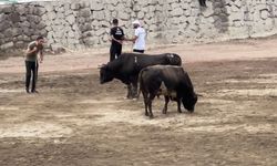 Murgul’da Geleneksel Festival Coşkusu Başlıyor!