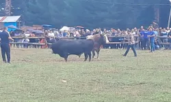 Dalahet’te Güreş ve Eğlence Gerçekleşecek