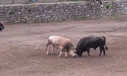 Murgul’da Boğa Güreşleri Festivali Coşkusu Sona Erdi
