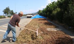 Karadeniz Sahil Yolu'ndaki kaldırımlarda fındık kurutma mesaisi başladı