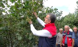 Samsun'da 91 bin 500 ton fındık rekoltesi bekleniyor