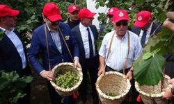 Fındıkta Hedef 5 Milyar Dolar İhracat Geliri