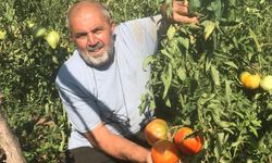 Unutulmaya yüz tutmuş ata tohumlarından domates üretiyor