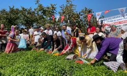 Çay Toplama Yarışması Renkli Görüntülere Sahne Oldu