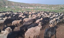 Üreticiler Şap Hastalığı ve Borçla Mücadele Ediyor