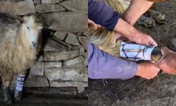 Köylülerin Şefkati Yarılı Keçiyi Hayata Bağladı